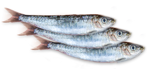 La sardine de La Marine - René Montaner